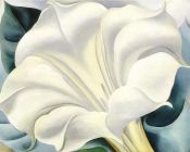 乔治亚 奥基夫 : White Trumpet Flower